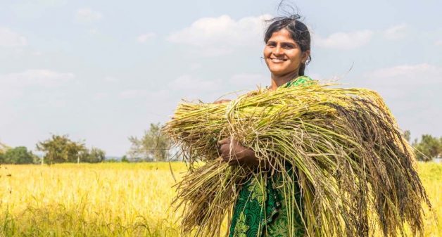 Many farmers are now growing traditional rice varieties as market linkages improve (Photo by Sahaja Samrudha)