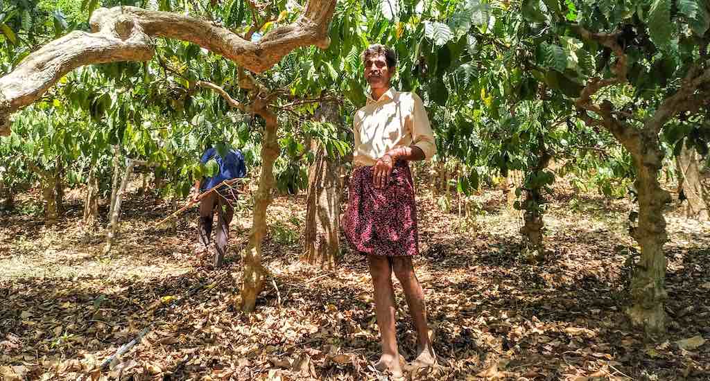 Coffee farmers like Augustine Vadakil are struggling with declining returns (Photo by Vishaka George)