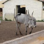 The hardy Amrit Mahal breed of Karnataka that once enjoyed royal patronage has been dwindling in numbers (Photo by Amoolya Rajappa)