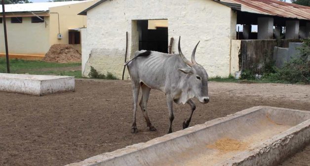 The hardy Amrit Mahal breed of Karnataka that once enjoyed royal patronage has been dwindling in numbers (Photo by Amoolya Rajappa)