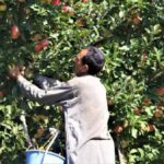 Apple growers in Kashmir are worried that they will suffer losses in the ongoing harvesting season due to restrictions on transportation and communication (Photo by Athar Parvaiz)