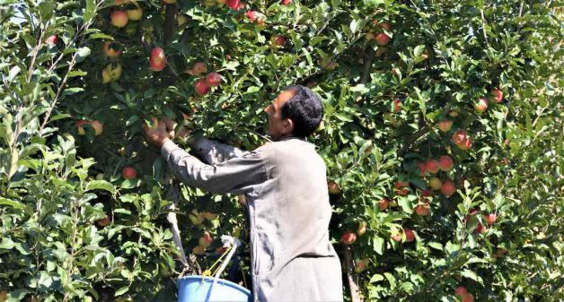 Apple growers in Kashmir are worried that they will suffer losses in the ongoing harvesting season due to restrictions on transportation and communication (Photo by Athar Parvaiz)