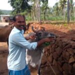 Cattle farmers like Sakthivel find ethno-veterinary medicine more economical and effective for their livestock in controlling diseases (Photo by Catherine Gilon)