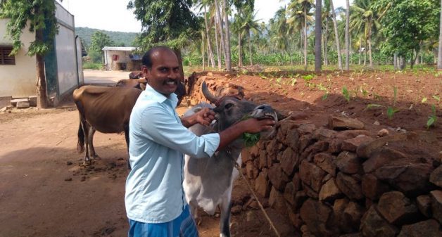 Cattle farmers like Sakthivel find ethno-veterinary medicine more economical and effective for their livestock in controlling diseases (Photo by Catherine Gilon)