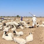 Sheep spread out on a barren stretch that was once a field of cumin (Photo by Namita Waikar)