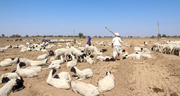 Sheep spread out on a barren stretch that was once a field of cumin (Photo by Namita Waikar)