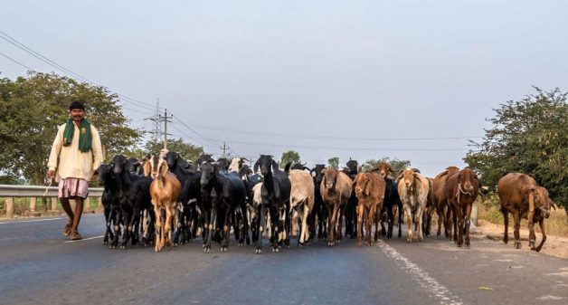 With demand for Kuruba blankets, and demand for animal manure declining, Kuruba shepherds find it difficult to sustain a pastoral livelihood (Photo by Prabir Mitra)