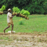Cheruvayal Raman carrying paddy seedlings