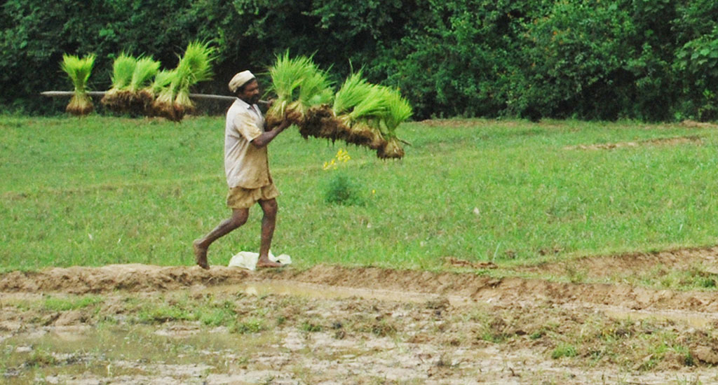 Cheruvayal Raman carrying paddy seedlings