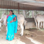 Usharani, seen with her desi cows, advocates zero budget natural farming