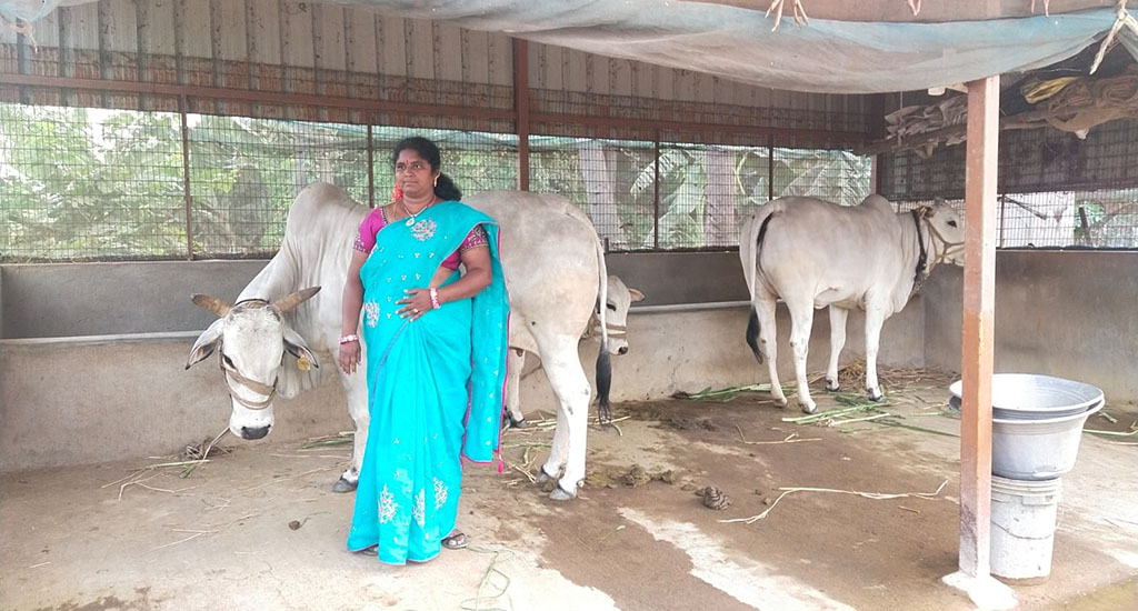 Usharani, seen with her desi cows, advocates zero budget natural farming