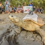 GPS-fitted northern river terrapins ready for release