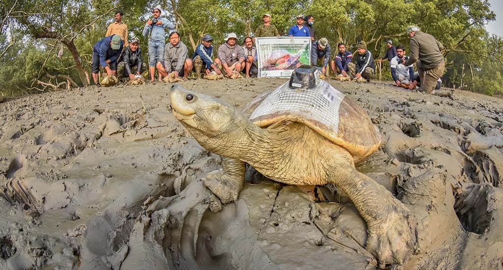 GPS-fitted northern river terrapins ready for release