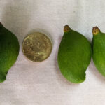 The extremely small appemidi mango variety is grown only for pickling (Photo by Hiren Kumar Bose)