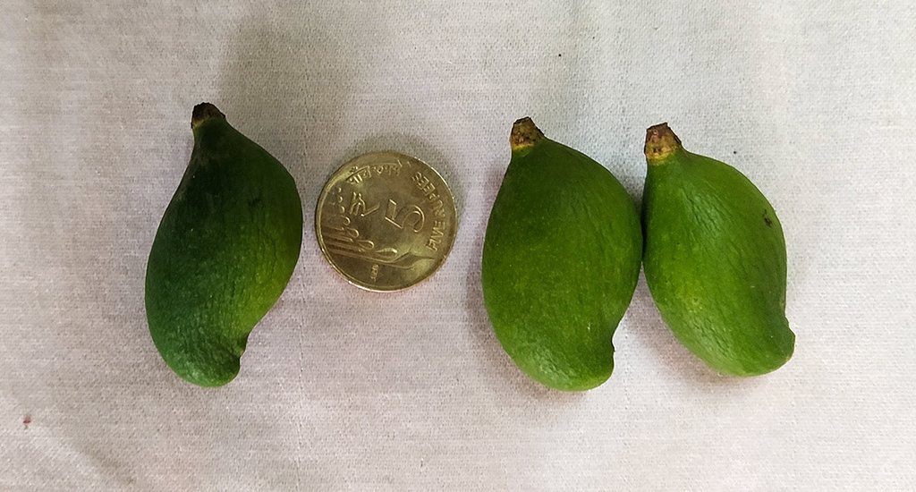 The extremely small appemidi mango variety is grown only for pickling (Photo by Hiren Kumar Bose)