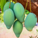 mangoes waiting to be harvested