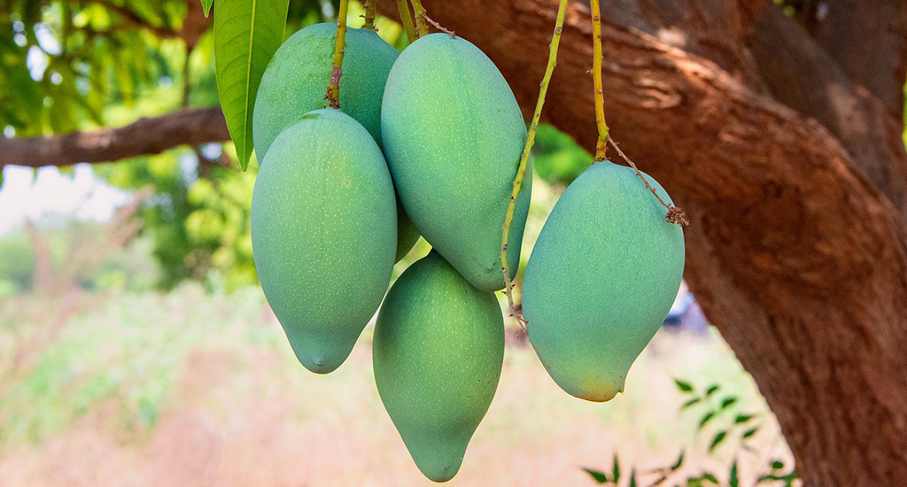 mangoes waiting to be harvested