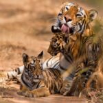 A tiger and its cubs in one of India’s tiger reserves