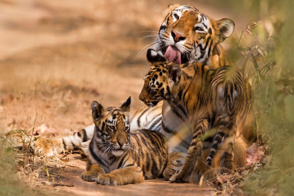 A tiger and its cubs in one of India’s tiger reserves