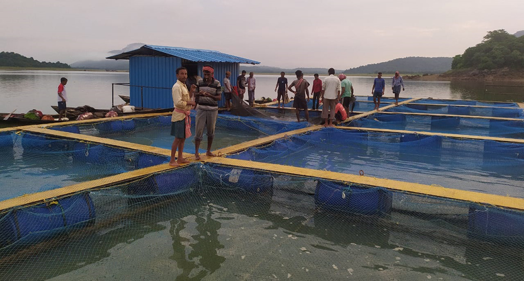 fishermen practising cage aquaculture in the Satiguda Dam