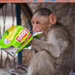 A baby bonnet macaque feeds on plastic thrown by devotees.