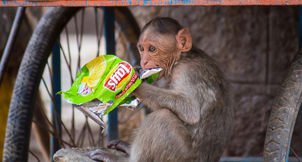 A baby bonnet macaque feeds on plastic thrown by devotees.