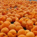 Only a specific variety of apricot is used to make the chutney