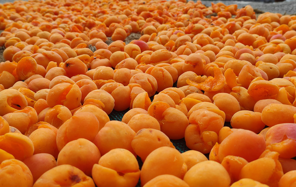 Only a specific variety of apricot is used to make the chutney