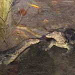 two water monitor lizards in Chak Manik village