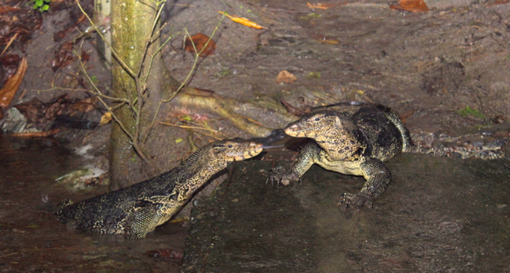 two water monitor lizards in Chak Manik village