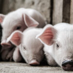 piglets in a farm, even as pigs are being culled in Kerala because of an African swine flu infection