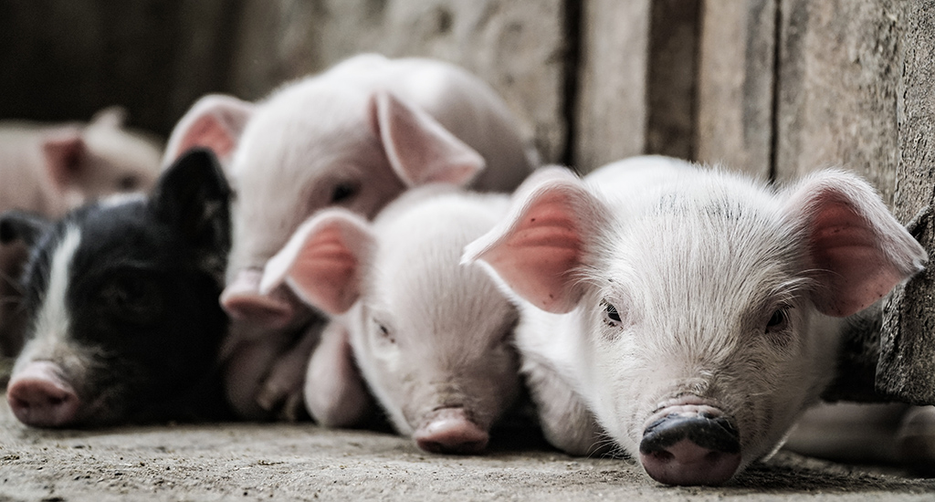 piglets in a farm, even as pigs are being culled in Kerala because of an African swine flu infection