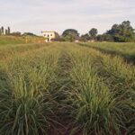 A field of lemon grass - a new flavour among tea lovers