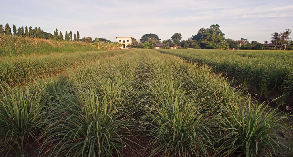 A field of lemon grass - a new flavour among tea lovers