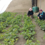women growing cucumber in a greenhouse in Changthang, one of the highest and coldest places in Ladakh