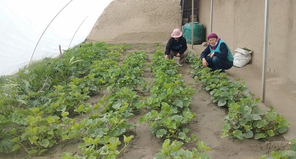 women growing cucumber in a greenhouse in Changthang, one of the highest and coldest places in Ladakh